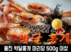 울진 붉은대게(박달홍게) 마리당 500g 